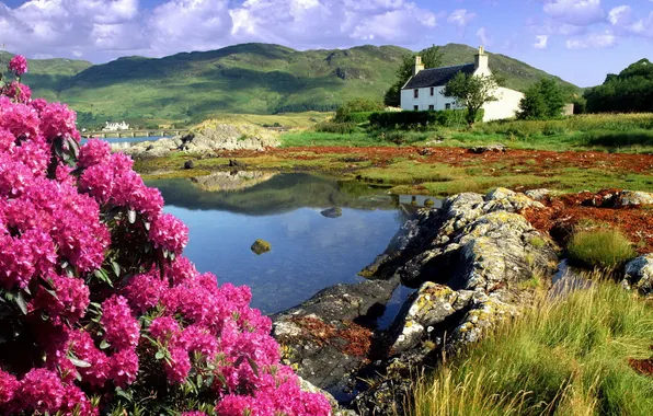 Picture water, flowers, house, hills, Landscape