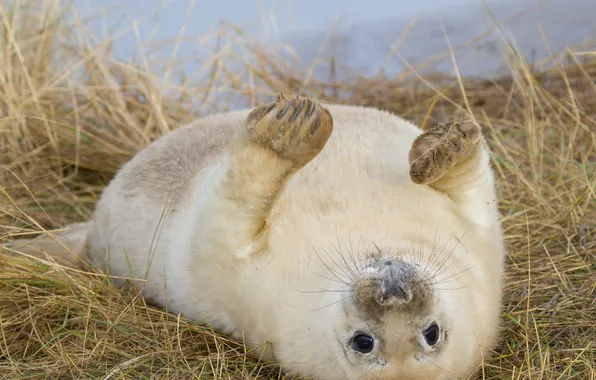 Picture grass, seal, dry