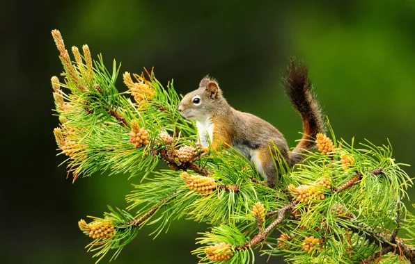Branch, protein, pine