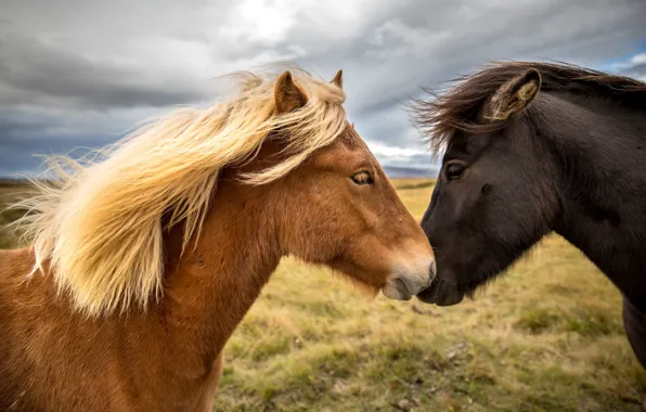 The sky, clouds, horses, portrait, horse, pair, pony, muzzle