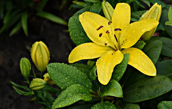 Picture Lily, petals, flowering, Lily, petals, bloom