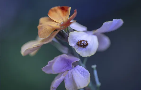 Background, ladybug, beetle, meadow, meadow flowers
