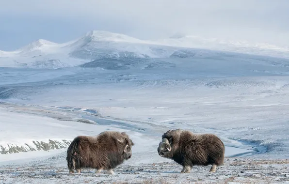 The sky, snow, mountains, nature, musk ox
