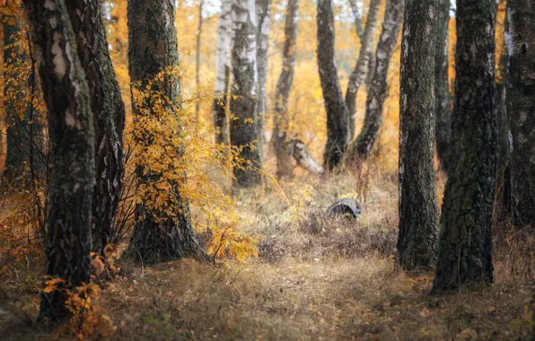 Autumn, forest, trees, branches, nature, trunks, glade, birch
