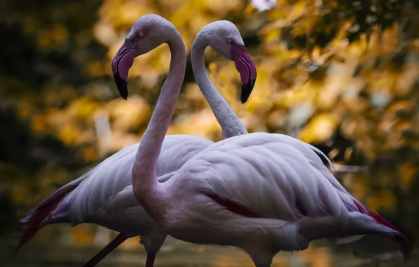 Picture birds, nature, Flamingo
