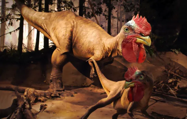 Picture dinosaur, rooster rex, invented