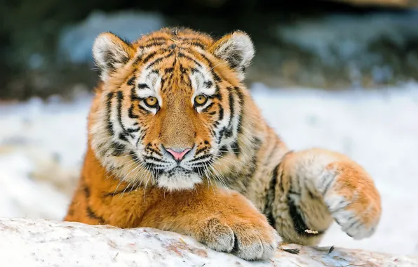 Look, face, tiger, paws, tiger