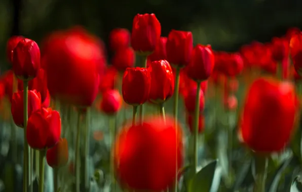 Picture flowers, red, blur, tulips, a lot, bokeh