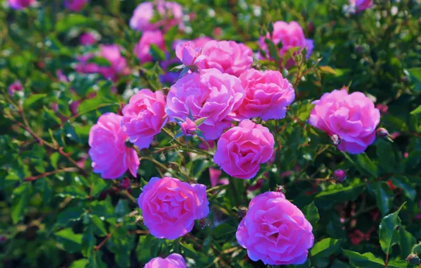 Leaves, light, flowers, roses, garden, pink, buds, lilac