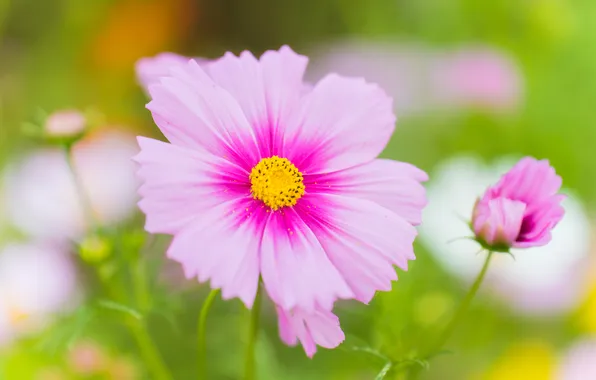 Flower, macro, flowers, pink, green background, bokeh, kosmeya, cosmos