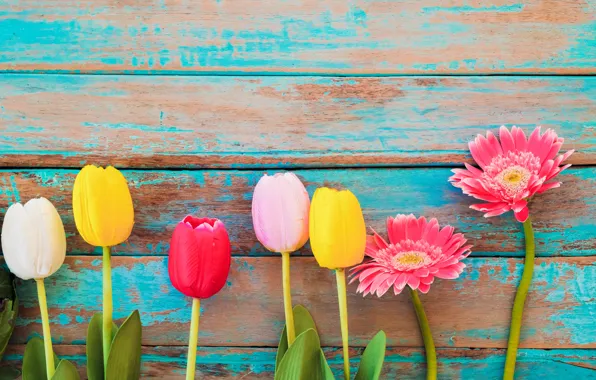 Flowers, spring, colorful, tulips, gerbera, wood, flowers, tulips