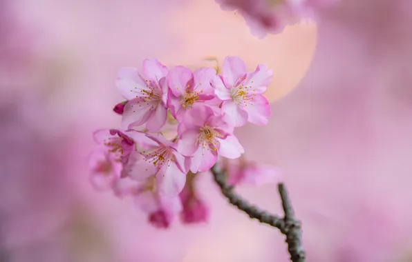 Flowers, spring, pink background, peach