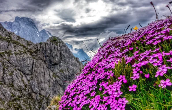 Picture flowers, mountains, Austria, Alps, Austria, Alps