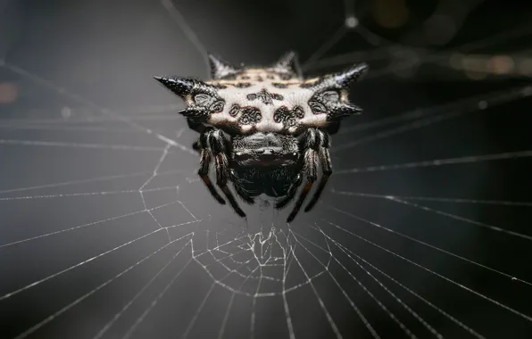 Picture spider, monster, web, arachnid