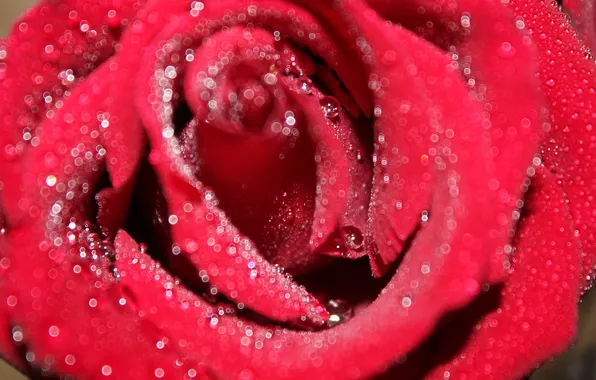 Rose, Flowers, beauty