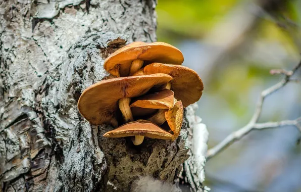 Picture macro, mushrooms, bark, family