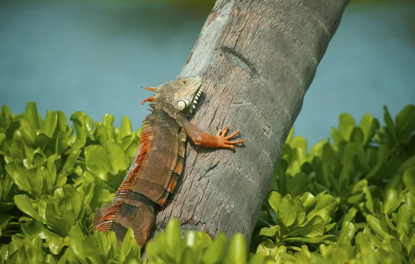 Picture grass, tree, lizard, iguana, Iguana