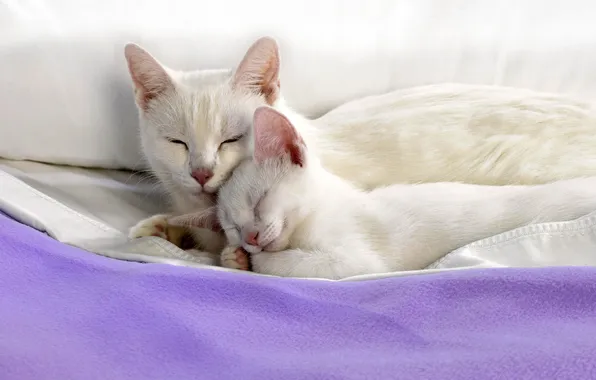 Cat, kitty, white, sleep, lie