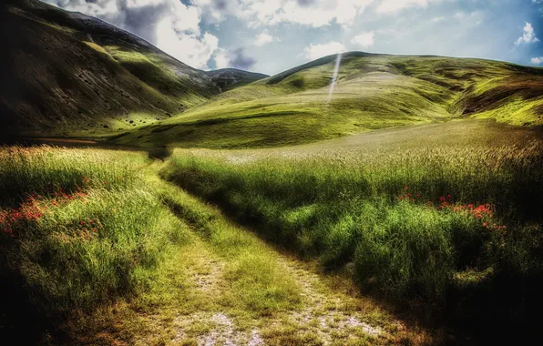 Road, field, summer, landscape