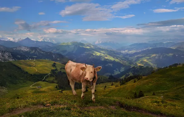 Picture cows, Alpine cow, Alps, mountains, pasture