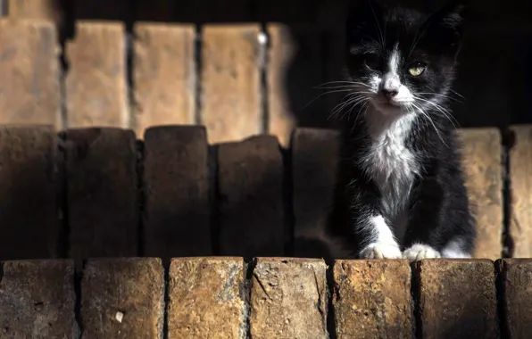 Cat, look, background