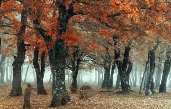Autumn, forest, nature, fog