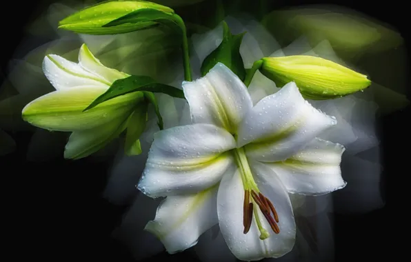Drops, Lily, petals, stamens, white, buds, the dark background