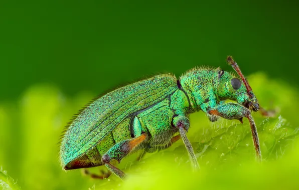 Macro, beetle, insect