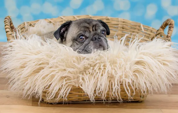 Look, basket, portrait, dog, pug, floor, lies, fur