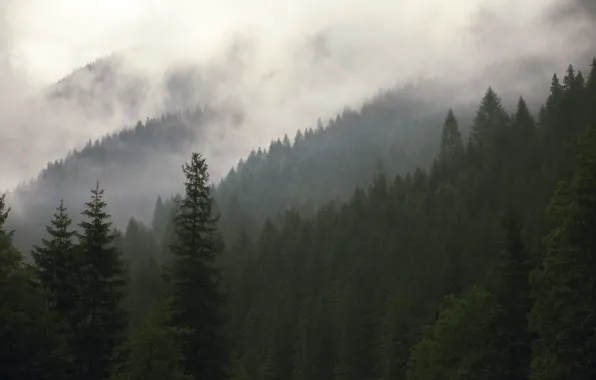 Forest, trees, nature, fog