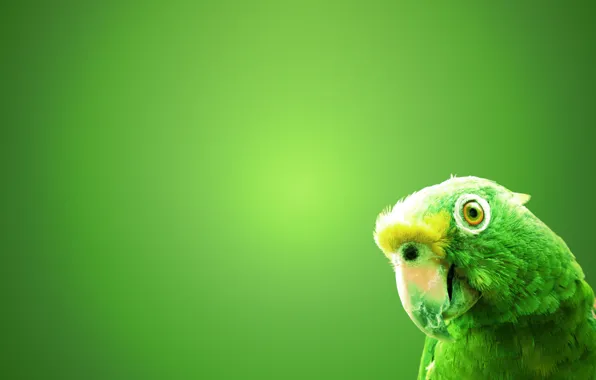 Picture green, background, bird, parrot