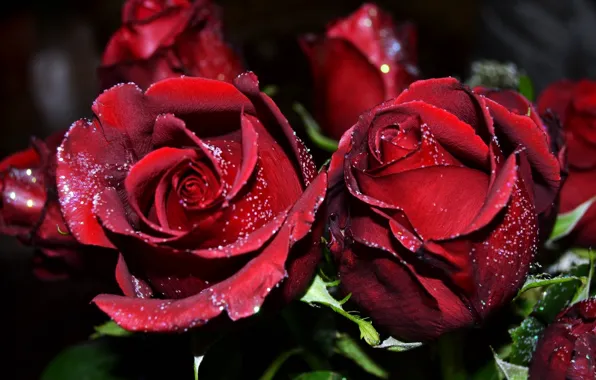 Drops, Rosa, roses, petals, buds, Burgundy