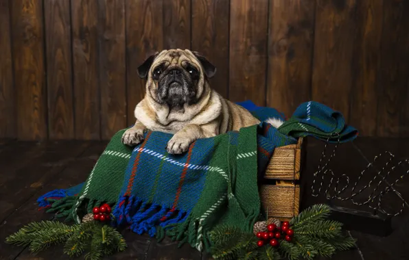 Look, comfort, room, Board, dog, paws, fruit, Christmas