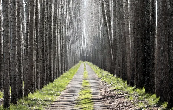 Picture road, forest, nature