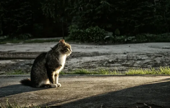 Cat, sunset, sitting, photographer, looks, Pasha Ivanov