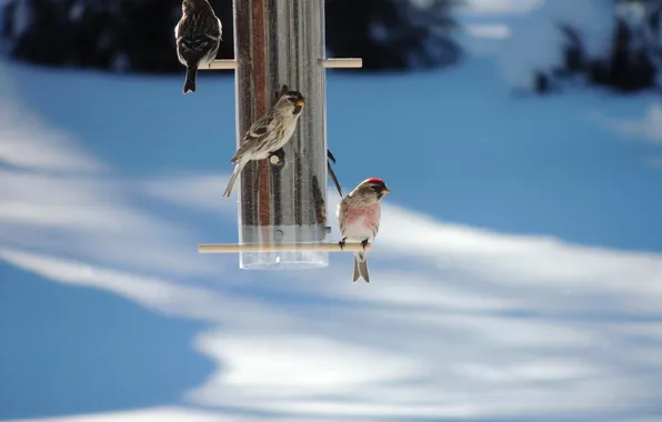 Winter, snow, birds, feeder