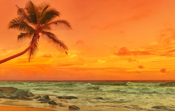 Sand, sea, beach, sunset, palm trees, shore, beach, sea