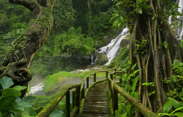 Trees, bridge, nature, waterfall, plants, jungle, trees, jungle