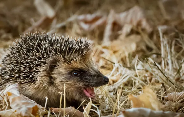 Picture autumn, nature, hedgehog