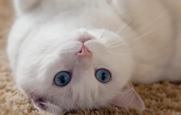 Cat, eyes, mustache, look, animal, white, ears