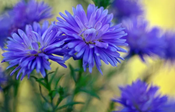 Autumn, macro, flowers, nature, beauty, plants, October, blue color