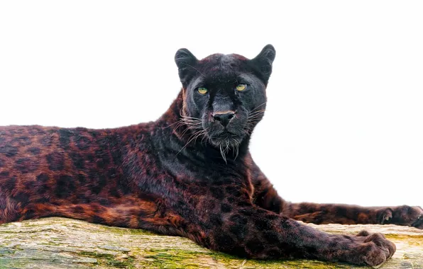 Look, face, predator, Panther, leopard