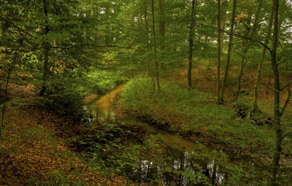 Picture trees, thickets, forest, stream