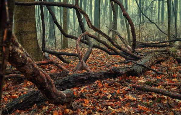 Autumn, forest, foliage, driftwood