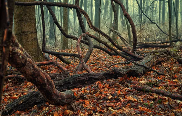 Picture autumn, forest, foliage, driftwood