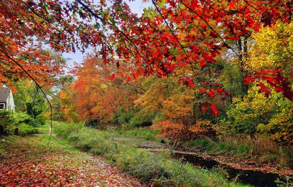 Picture autumn, forest, grass, leaves, trees, river, stream, home