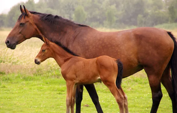 Horse, chestnut, foal