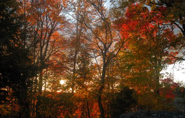 Autumn, forest, trees, sunset, forest, Nature, trees, sunset