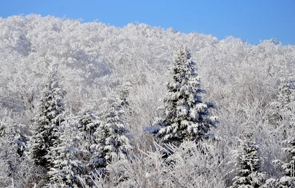 Winter, forest, the sky, snow, spruce, slope
