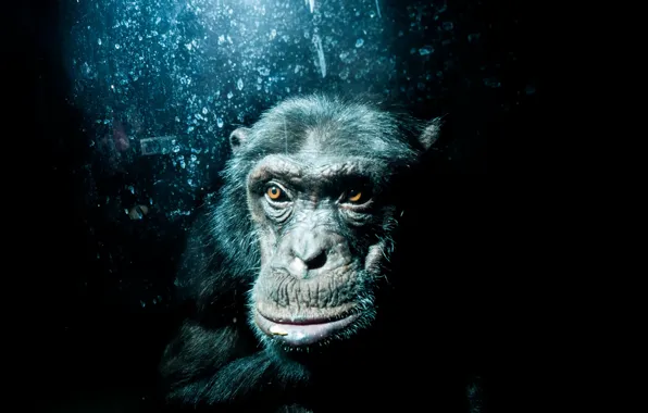 Picture nature, background, monkey